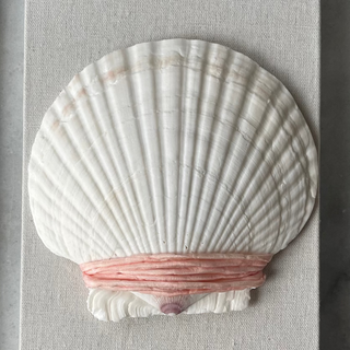 White shell with a light pink silk cord wrapped on the center in a gray frame on a striped fabric background